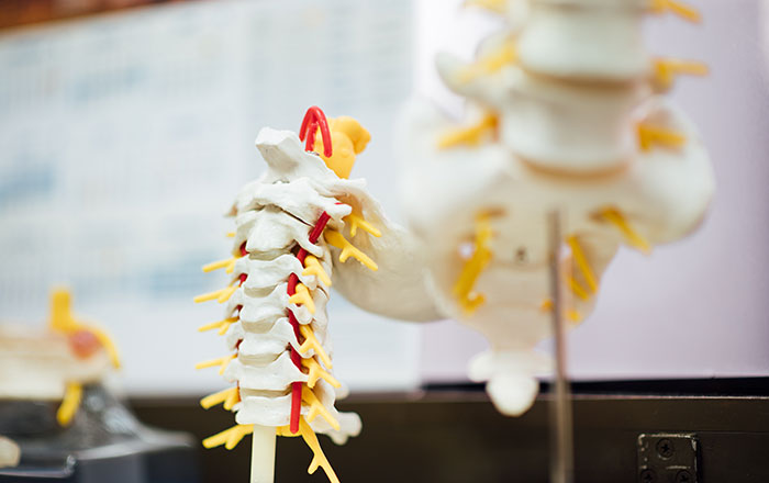 脊髄の模型