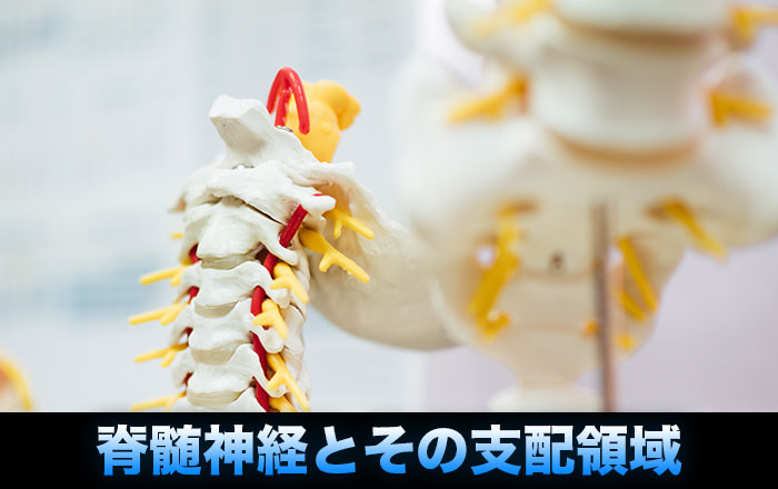 脊髄神経とその支配領域