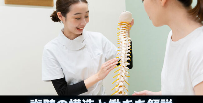 脊髄の構造と働きを解説